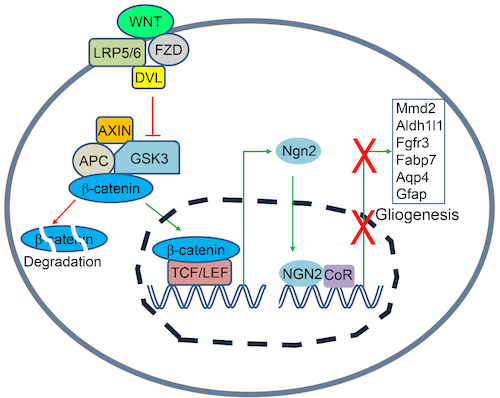 wnt/β-catenin 信号通路通过转录因子ngn2抑制星形胶质细胞发育的