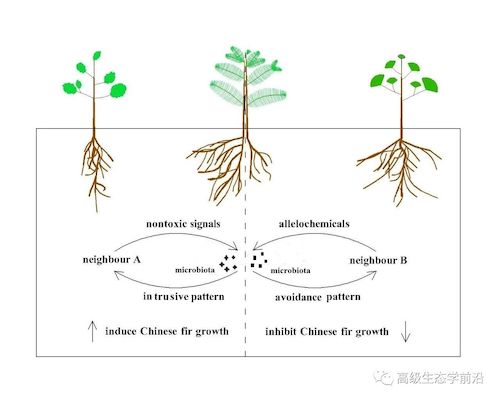 生科院李春阳教授团队发现根系分泌物介导杉木和阔叶树种间化学关系
